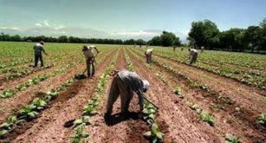 Nueva herramienta para registrar a los trabajadores agrarios