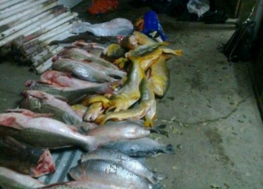 Confiscaron más de 700 kilos de pescados que iban en colectivo