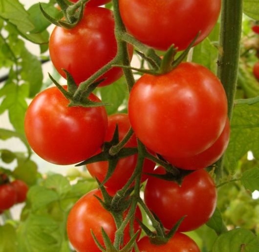 El Gobierno dio marcha atrás con la importación de tomates