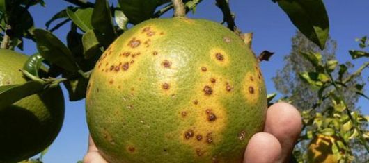 Advierten sobre peligrosa bacteria que apareció en citrus en quintas de Mocoretá